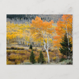 Carte Postale Utah, États-Unis. Peupliers trembles et saulaies