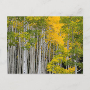 Carte Postale Utah. États-Unis. Peupliers trembles (Populus Trem