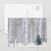 Carte Postale UTAH. ÉTATS-UNIS. Tremble (Populus tremuloides) & (Devant / Derrière)