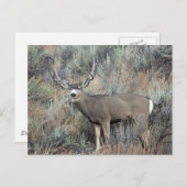 Carte Postale Utah mule deer buck (Devant / Derrière)