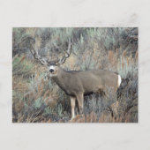 Carte Postale Utah mule deer buck (Devant)