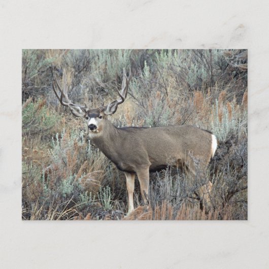 Carte Postale Utah mule deer buck (Devant)