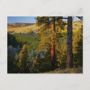 Carte Postale UTAH. Pins ponderosa et trembles, automne. Lever d