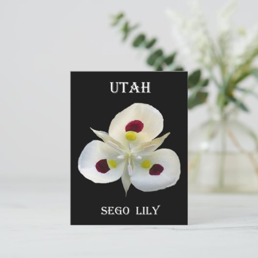 Carte Postale Utah Sego Lily (Debout devant)