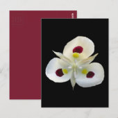 Carte Postale Utah Sego Lily (Devant / Derrière)