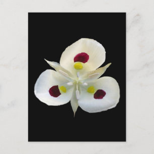 Carte Postale Utah Sego Lily
