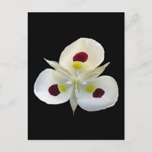 Carte Postale Utah Sego Lily (Devant)