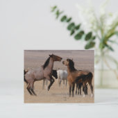 Carte Postale Utah Wild Mustangs (Debout devant)