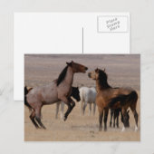 Carte Postale Utah Wild Mustangs (Devant / Derrière)