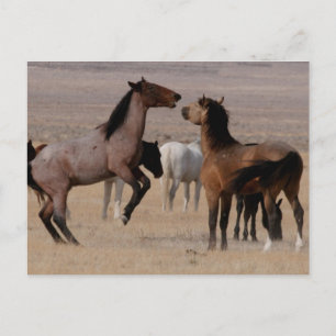 Carte Postale Utah Wild Mustangs