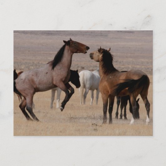 Carte Postale Utah Wild Mustangs (Devant)