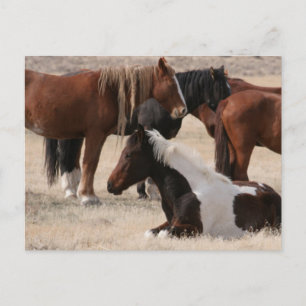 Carte Postale Utah Wild Mustangs