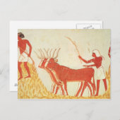 Carte Postale Utilisation de vaches pour piétiner le blé (Devant / Derrière)