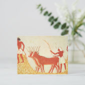 Carte Postale Utilisation de vaches pour piétiner le blé (Debout devant)