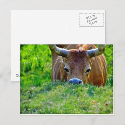 Carte Postale vaca (Devant / Derrière)