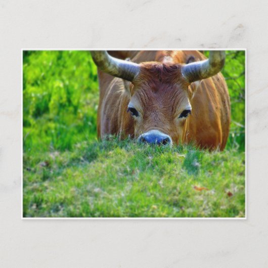 Carte Postale vaca (Devant)