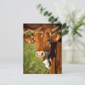 Carte Postale Vache (Debout devant)