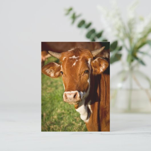 Carte Postale Vache (Debout devant)