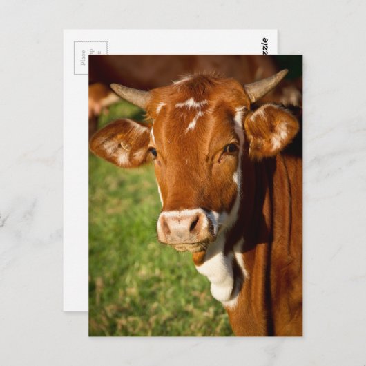 Carte Postale Vache (Devant / Derrière)