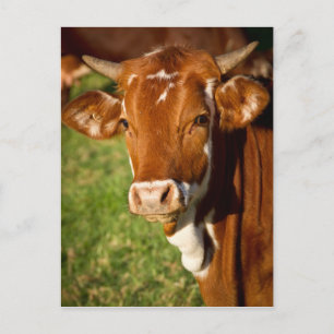Carte Postale Vache