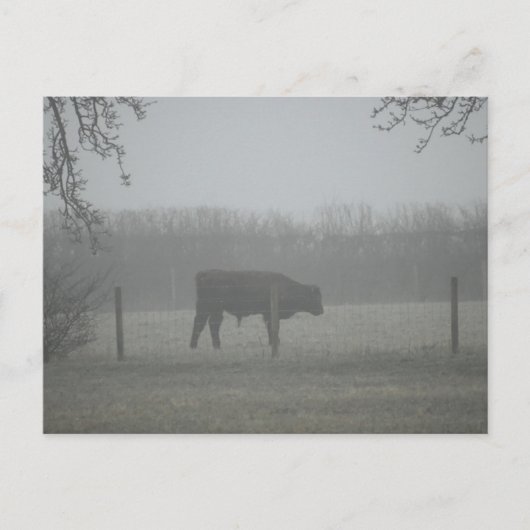 Carte Postale Vache (Devant)