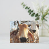 Carte Postale Vache (Debout devant)