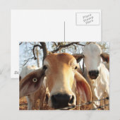 Carte Postale Vache (Devant / Derrière)