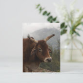 Carte Postale Vache (Debout devant)