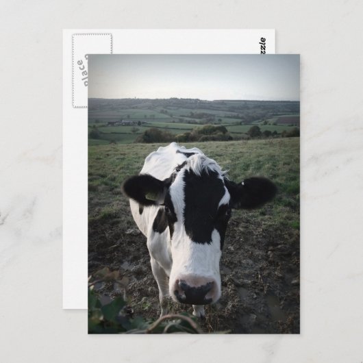 Carte Postale Vache (Devant / Derrière)