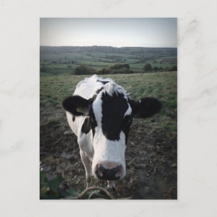 Carte Postale Vache