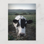 Carte Postale Vache (Devant)