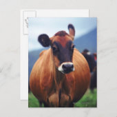 Carte Postale vache (Devant / Derrière)