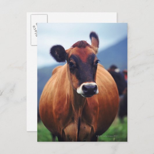 Carte Postale vache (Devant / Derrière)