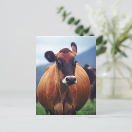 Carte Postale vache (Debout devant)