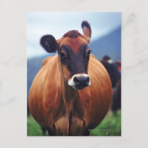 Carte Postale vache