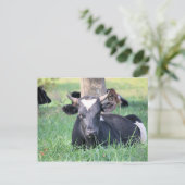 Carte Postale Vache (Debout devant)