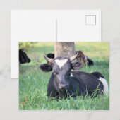 Carte Postale Vache (Devant / Derrière)