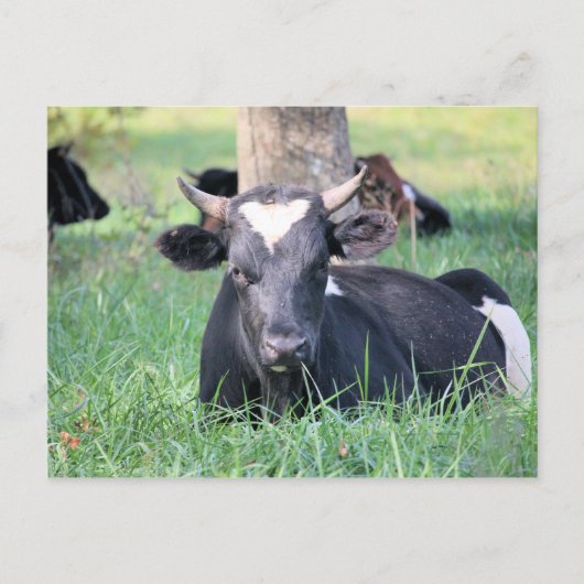 Carte Postale Vache (Devant)