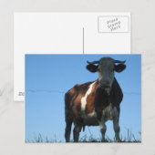 Carte Postale Vache (Devant / Derrière)