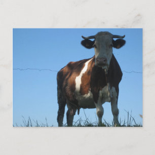 Carte Postale Vache
