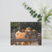 Carte Postale Vache (Debout devant)