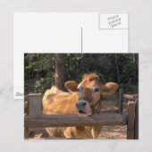 Carte Postale Vache (Devant / Derrière)