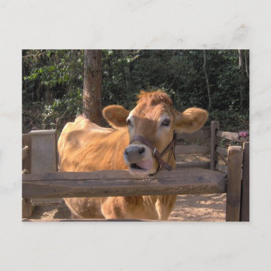 Carte Postale Vache (Devant)