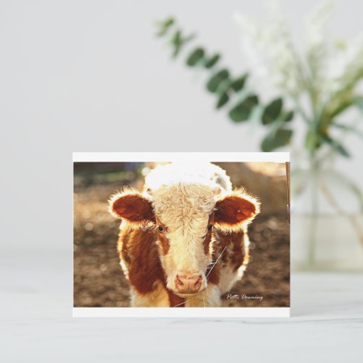 Carte Postale Vache (Debout devant)