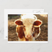 Carte Postale Vache (Devant / Derrière)