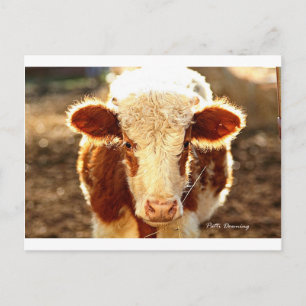 Carte Postale Vache
