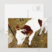 Carte Postale Vache (Devant / Derrière)