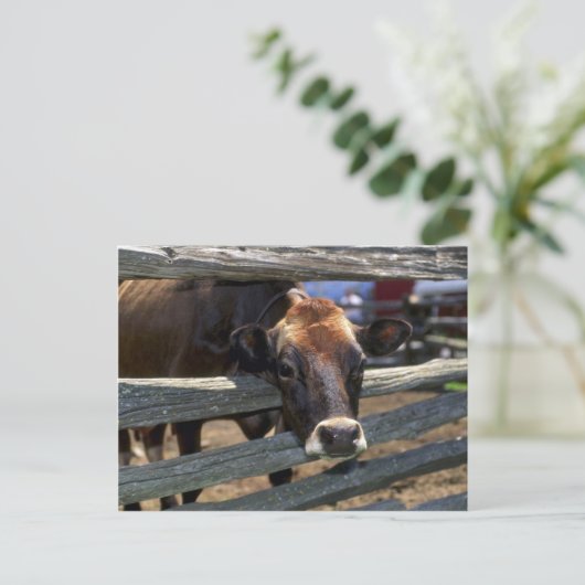 Carte Postale Vache (Debout devant)