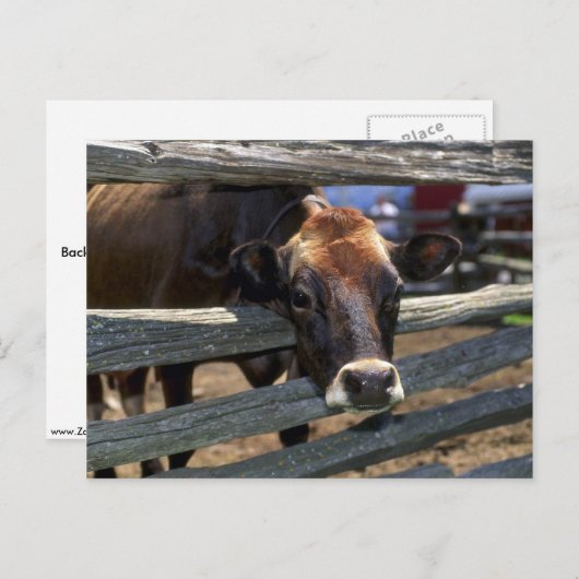 Carte Postale Vache (Devant / Derrière)