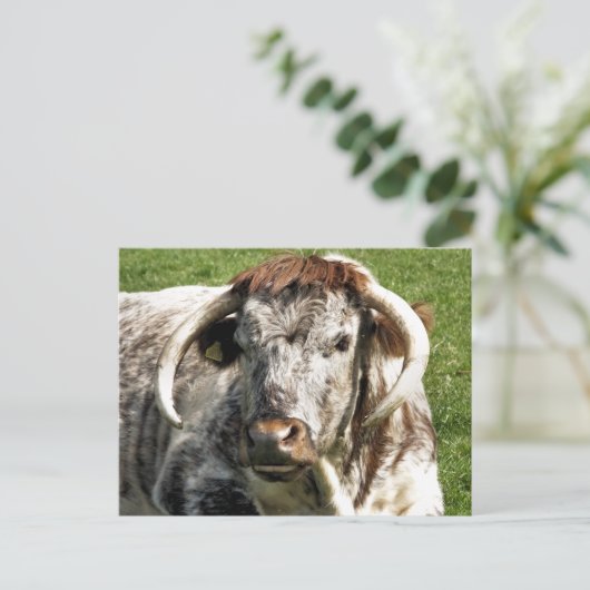 CARTE POSTALE VACHE (Debout devant)